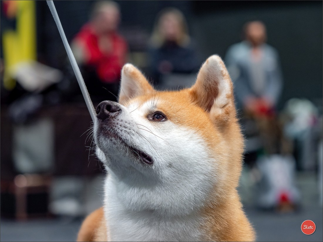 Dog Show Offenbourg  🇩🇪  14-15/03/2026. Photographe à Strasbourg | Portraits, Studio, Enfants, Événements