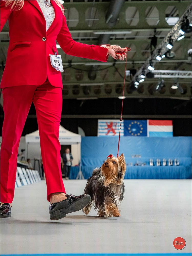 🇱🇺 LUXEMBOURG 🇱🇺 International Dog Show 🇱🇺 30/08 - 31/08/2025. Photographe à Strasbourg | Portraits, Studio, Enfants, Événements