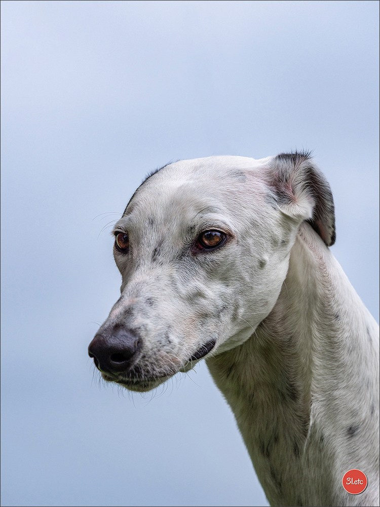 Expo canine Nancy  🇫🇷  25/05/2025. Photographe à Strasbourg | Portraits, Studio, Enfants, Événements