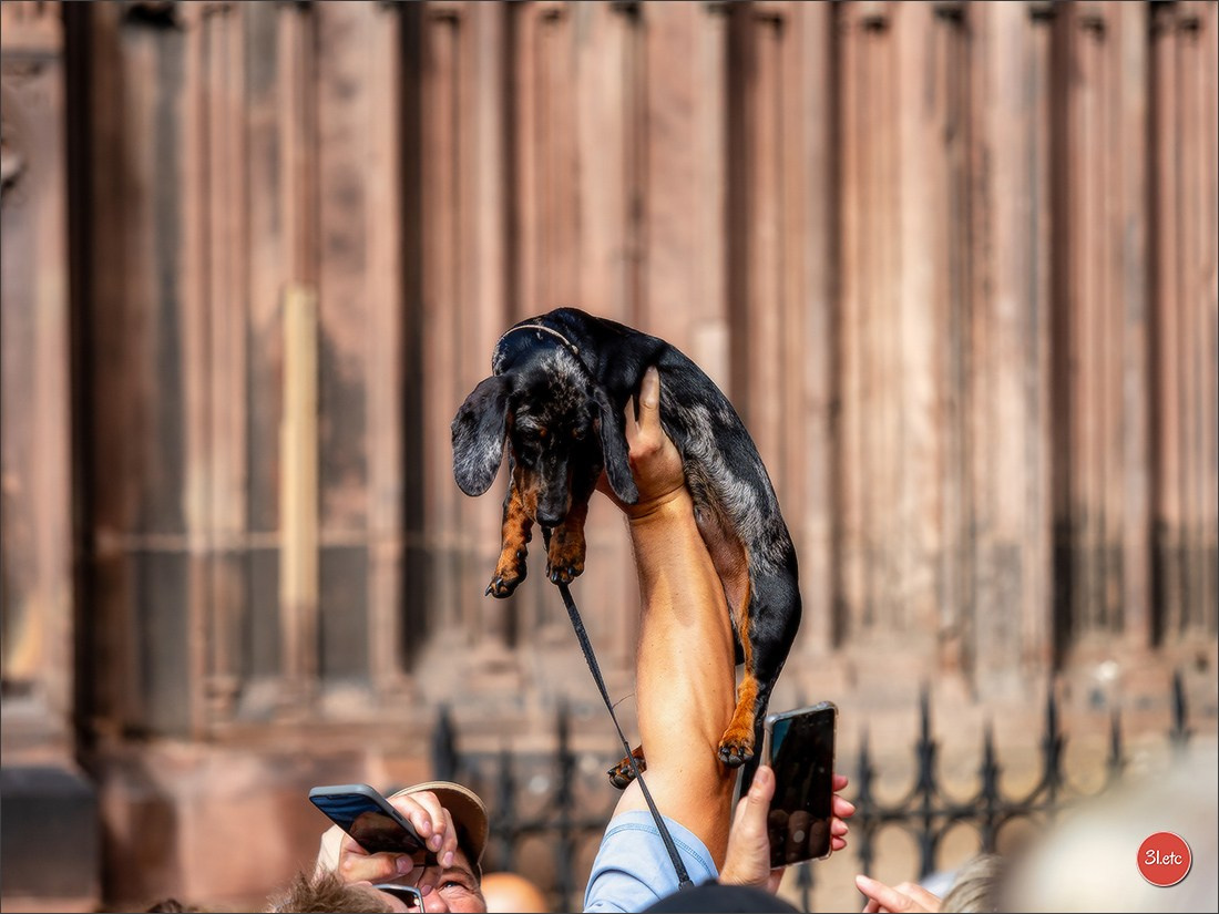Teckels Parade Strasbourgeoise  Vous pouvez voir le galerie de photos. Photographe à Strasbourg | Portraits, Studio, Enfants, Événements