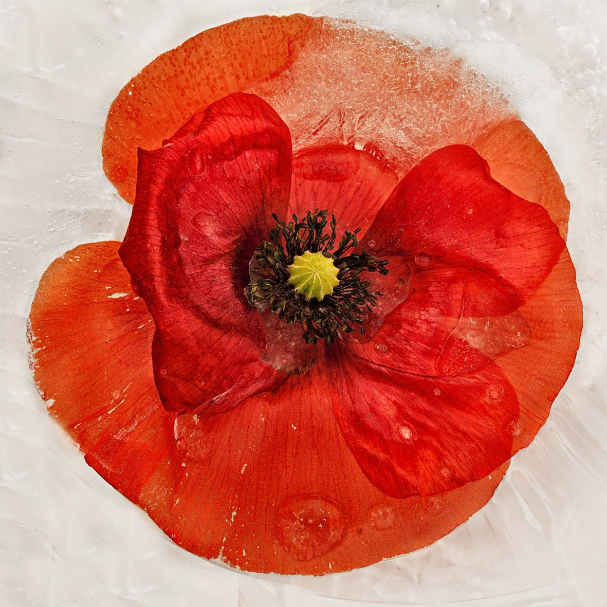 ALL RIGHTS RESERVED All images can be printed in 100 x 100 cm and 100 x 150 cm formats on the best fine art media. Other formats are available upon request. For further information, please contact the links on the main page of the site.