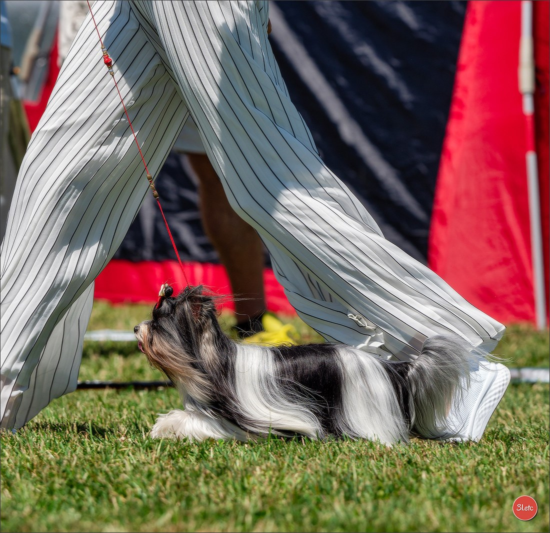 🇨🇭 Geneva Dog Show 15-17/11/2024. Photographe à Strasbourg | Portraits, Studio, Enfants, Événements