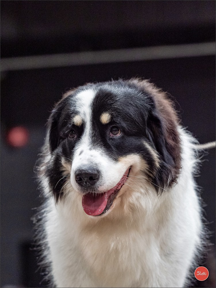 🇱🇺 LUXEMBOURG 🇱🇺 International Dog Show 🇱🇺 30/08 - 31/08/2025. Photographe à Strasbourg | Portraits, Studio, Enfants, Événements