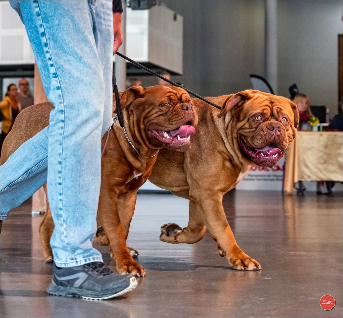 Expo canine 🇫🇷 Valence 03-04/05/2025. Photographe à Strasbourg | Portraits, Studio, Enfants, Événements