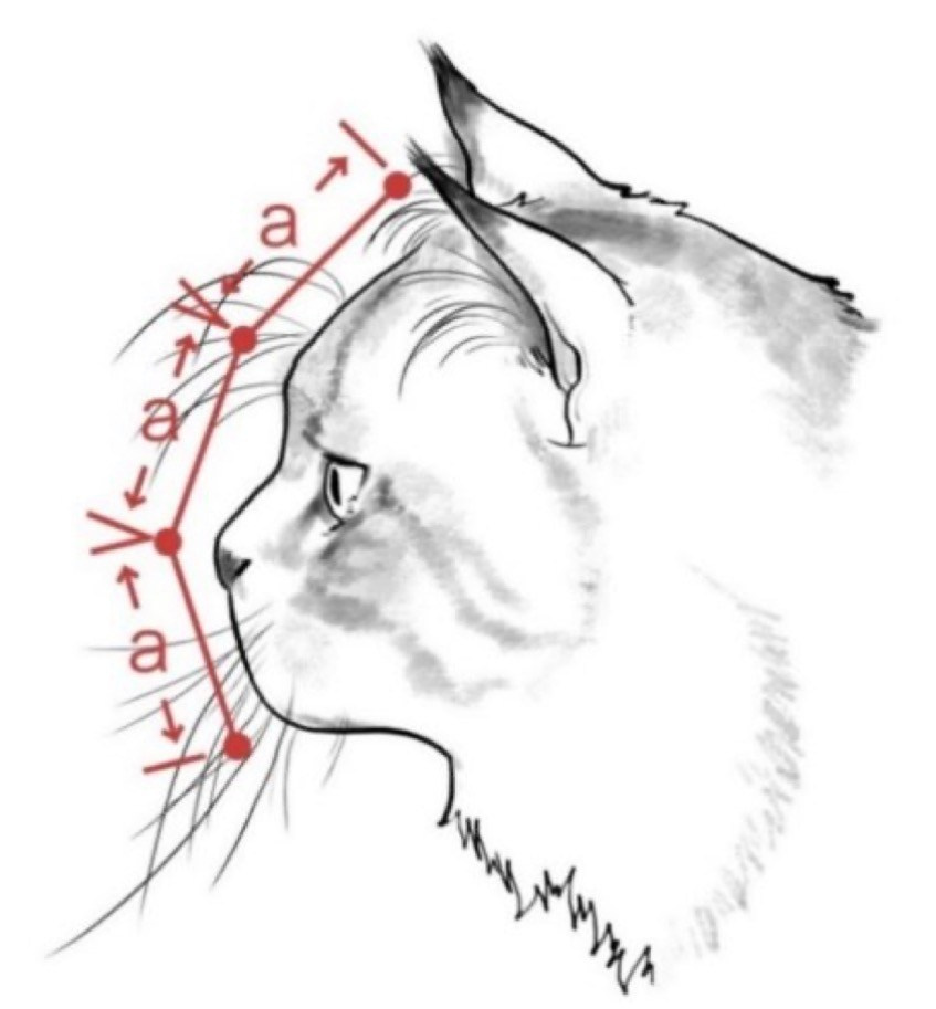 CFA Siberian standards: Profile has a slight nose curvature. Gentle slope from forehead to nose. Slight concave curve just before the nose tip. 很多人都忽略了西森側面的重要性。從側面看，你可以清楚知道頭部各大大部份：額頭-鼻-咀/下巴是否平衡，亦可以見到額頭位置是否太凸出、鼻子是否過於筆直、下巴是否太弱等。 左圖是CFA 官網上的西森的標準；右圖是本貓舍的小貓