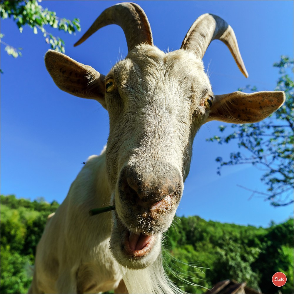 Photographie animalière. Photographe à Strasbourg | Portraits, Studio, Enfants, Événements