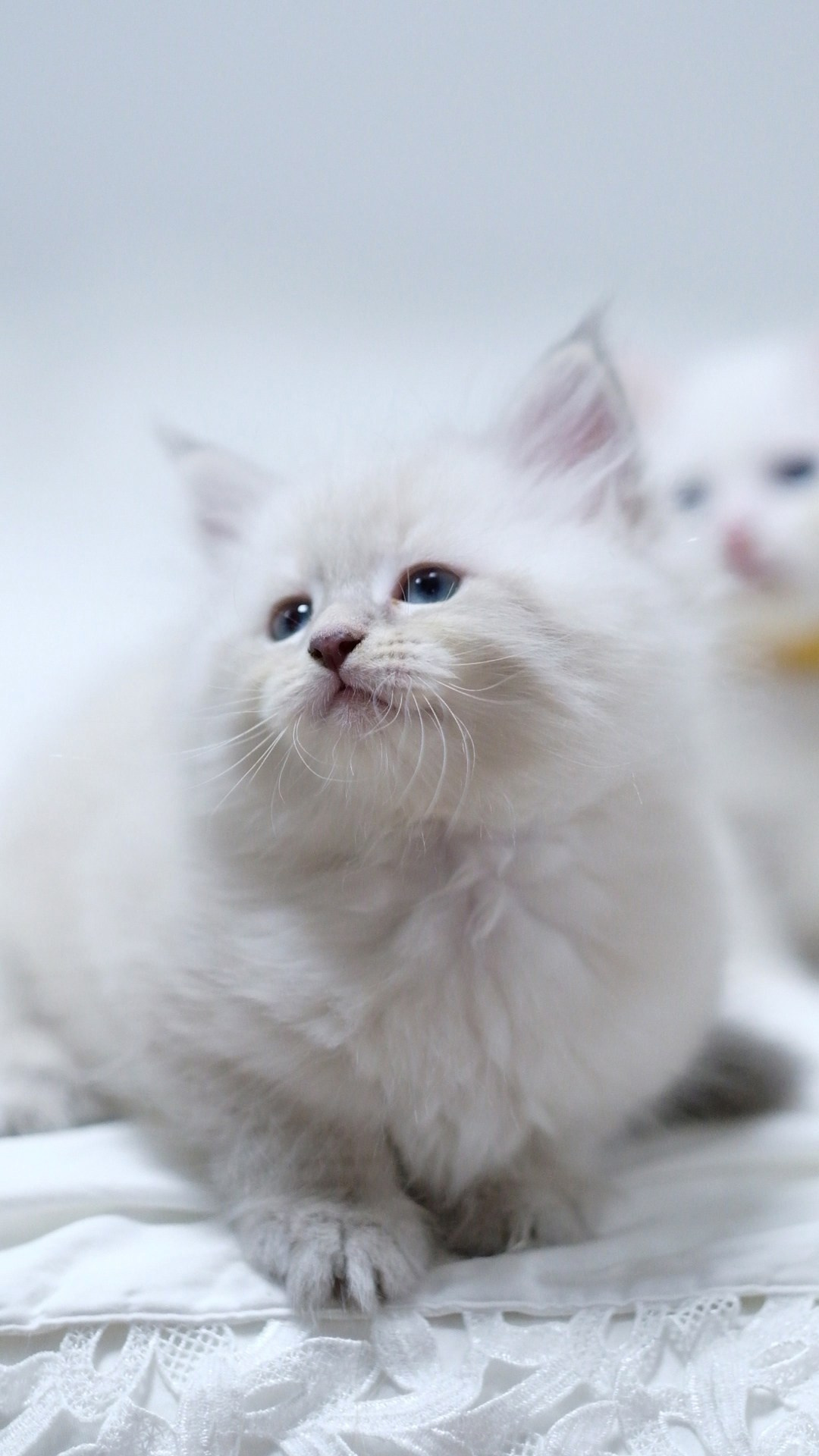N-Altair. SIBERIALIS: Katzenzucht von Sibirischen und Neva Masquarade Katzen