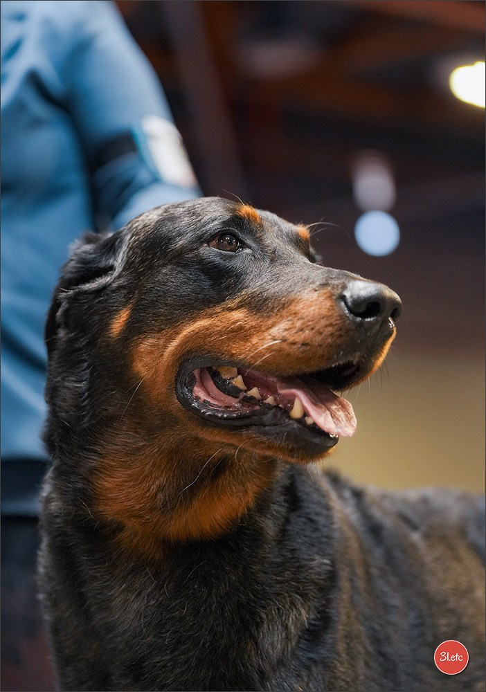Expo canine 🇫🇷 Martigues 18-19/04/2026