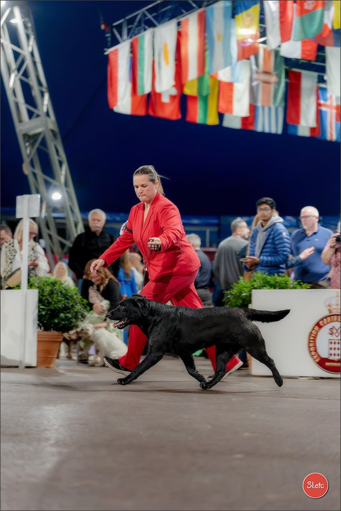 Expo canine 🇲🇨 Monaco 9-10/05/2026. Photographe à Strasbourg | Les animaux, Portraits, Studio, Événements
