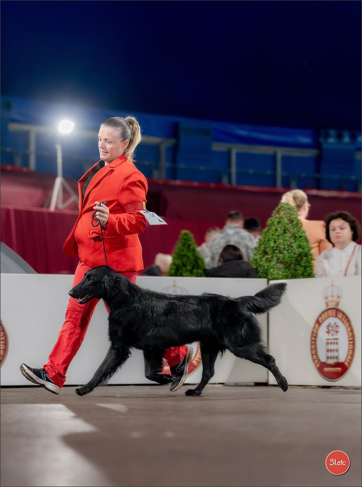 Expo canine 🇲🇨 Monaco 9-10/05/2026. Photographe à Strasbourg | Les animaux, Portraits, Studio, Événements