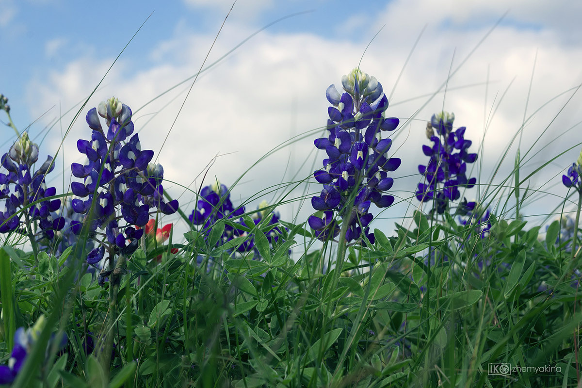 Bluebonnets. Photographer Irina Kozhemyakina. Houston