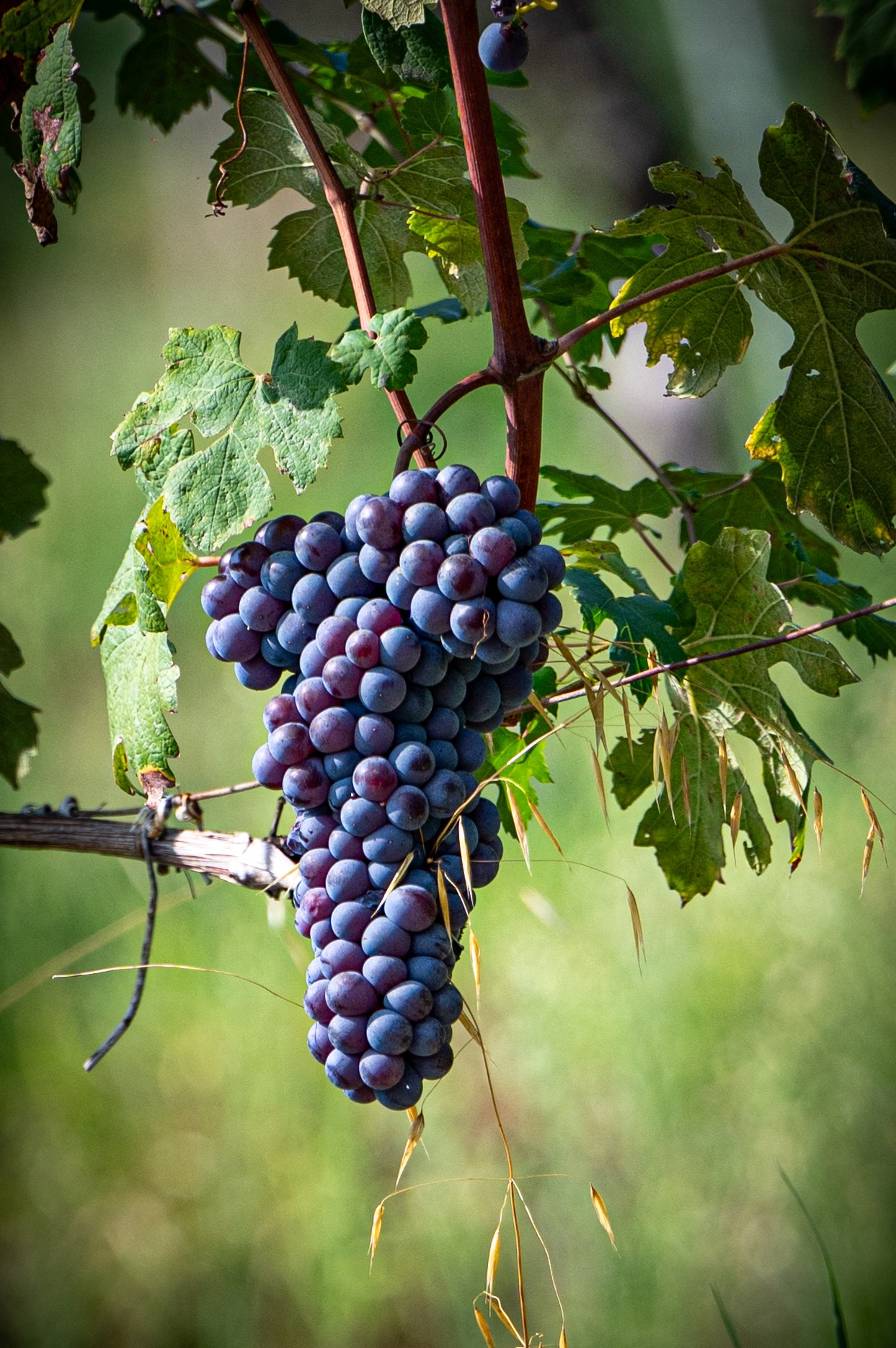 Cantine Boasso Serralunga. “Gianmaria Coscia fotografo per passione”
