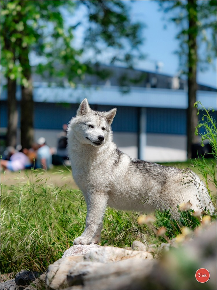 Expo canine 🇫🇷 Valence 03-04/05/2025. Photographe à Strasbourg | Portraits, Studio, Enfants, Événements