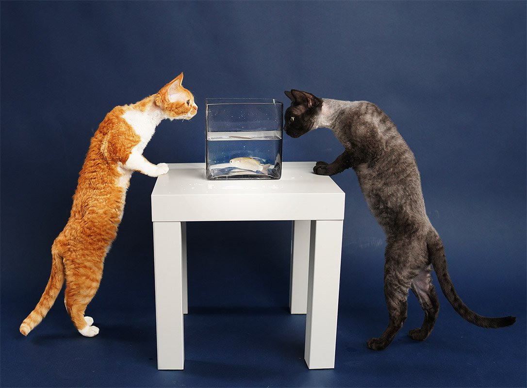 Devon Rex. Photographer Irina Kozhemyakina. Houston