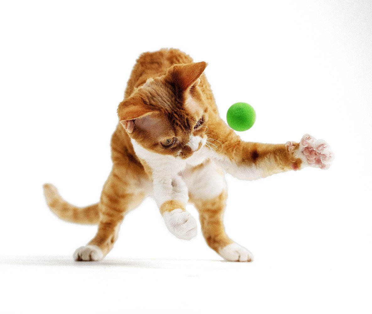 Devon Rex. Photographer Irina Kozhemyakina. Houston