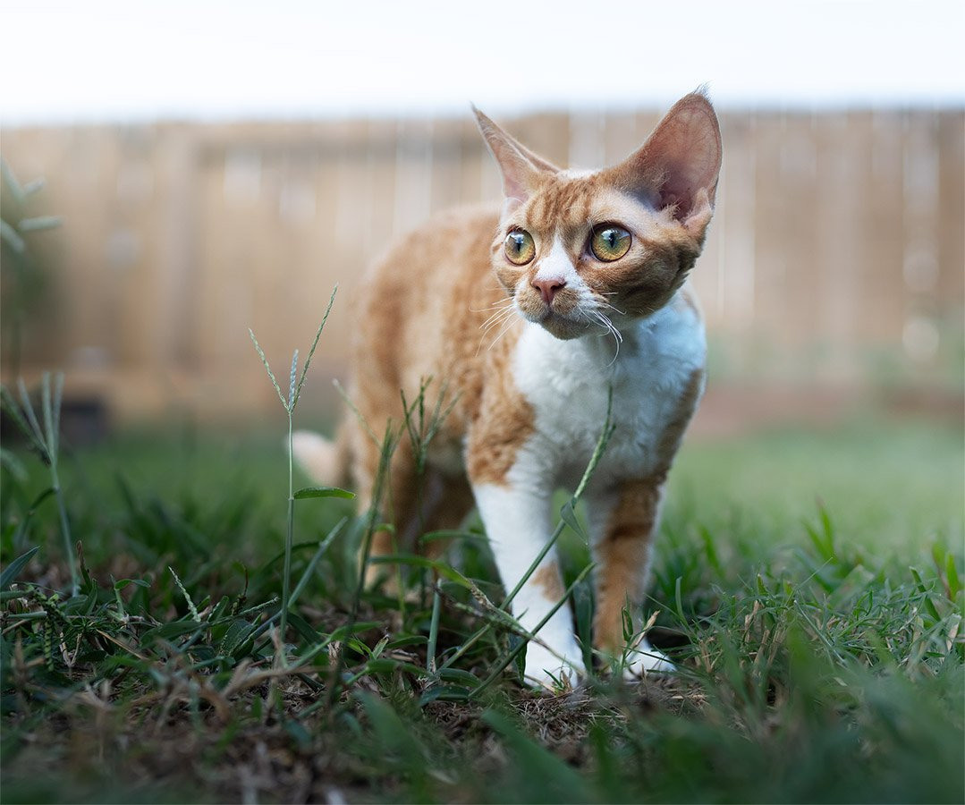 Devon Rex. Photographer Irina Kozhemyakina. Houston