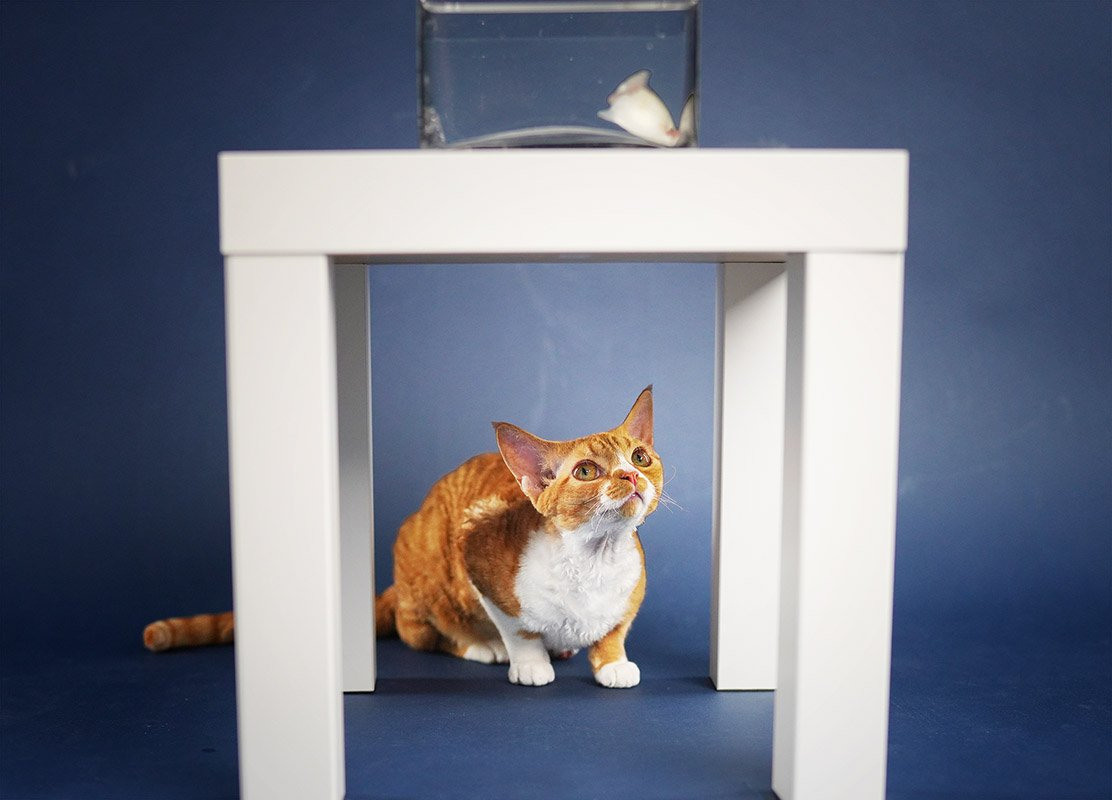 Devon Rex. Photographer Irina Kozhemyakina. Houston