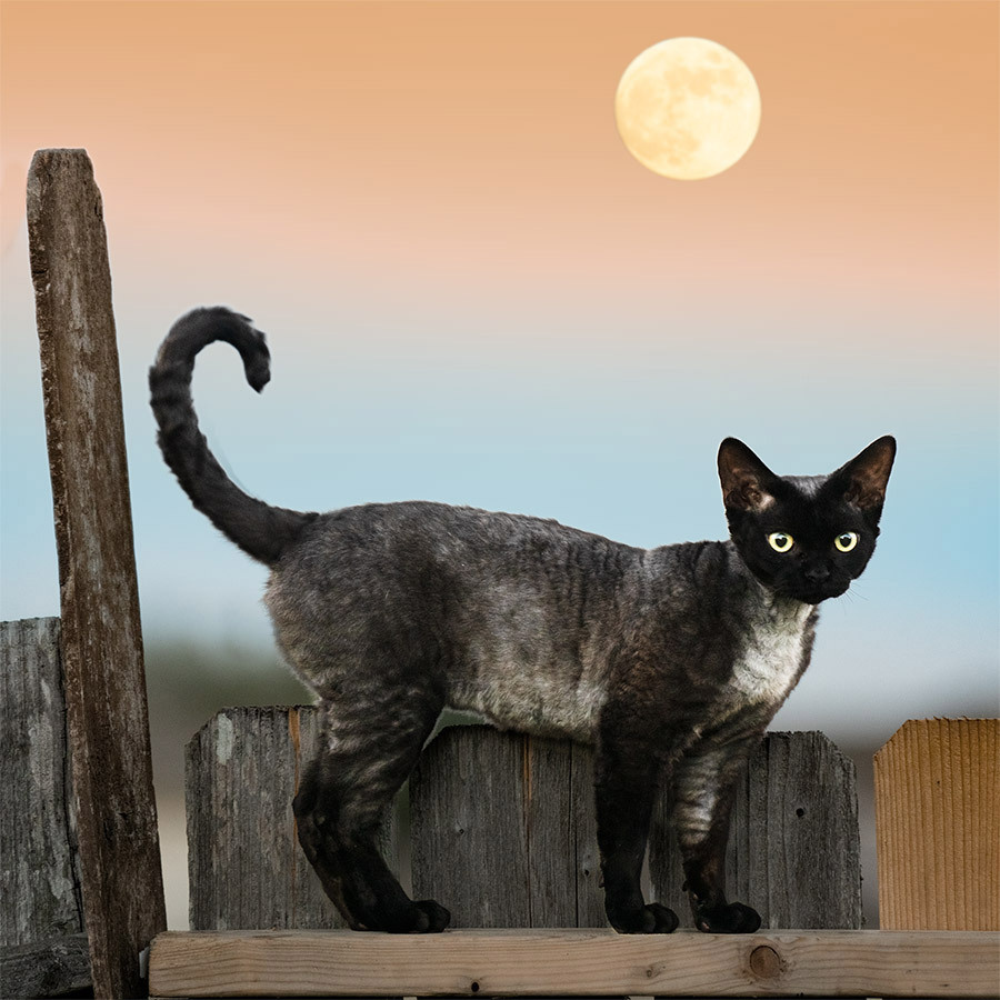 Devon Rex. Photographer Irina Kozhemyakina. Houston