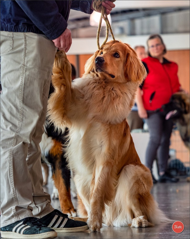 Expo canine 🇫🇷 Valence 03-04/05/2025. Photographe à Strasbourg | Portraits, Studio, Enfants, Événements