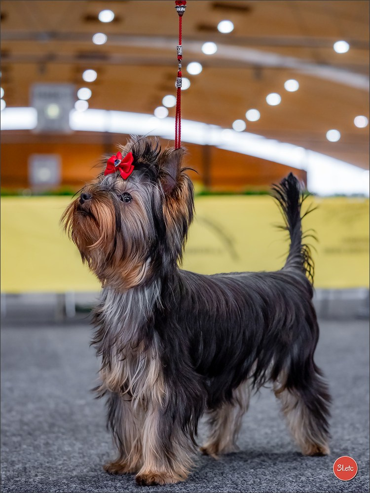 Dog Show Karlsruhe 🇩🇪  29-30/11/2025. Photographe à Strasbourg | Portraits, Studio, Enfants, Événements