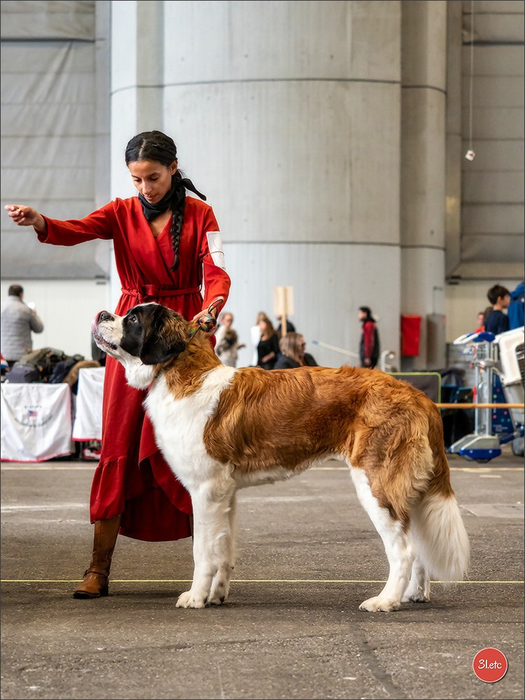 🇨🇭 Geneva Dog Show 15-17/11/2024. Photographe à Strasbourg | Portraits, Studio, Enfants, Événements