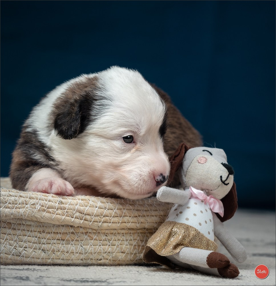 Photographie animalière. Photographe à Strasbourg | Portraits, Studio, Enfants, Événements