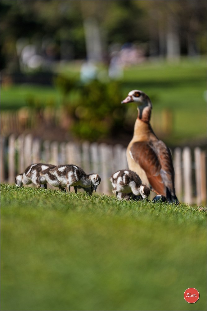 TEST ::: Sony Alpha 7 V (ILCE-7M5) 70-200mm f/2.8 GM II OSS. Photographe à Strasbourg | Portraits, Studio, Enfants, Événements