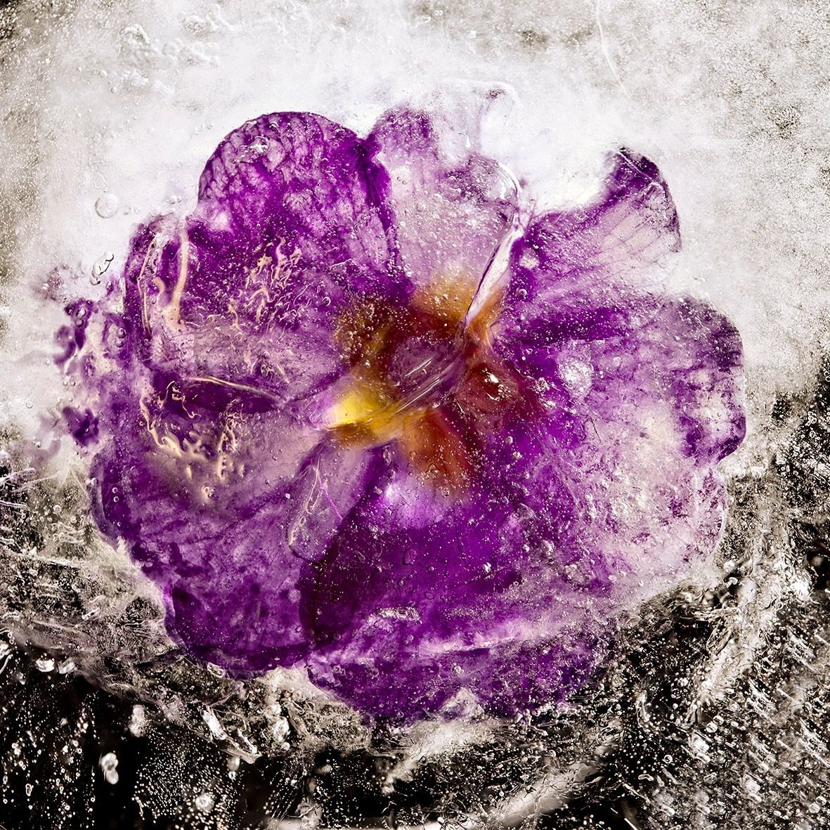 ALL RIGHTS RESERVED All images can be printed in 100 x 100 cm and 100 x 150 cm formats on the best fine art media. Other formats are available upon request. For further information, please contact the links on the main page of the site.