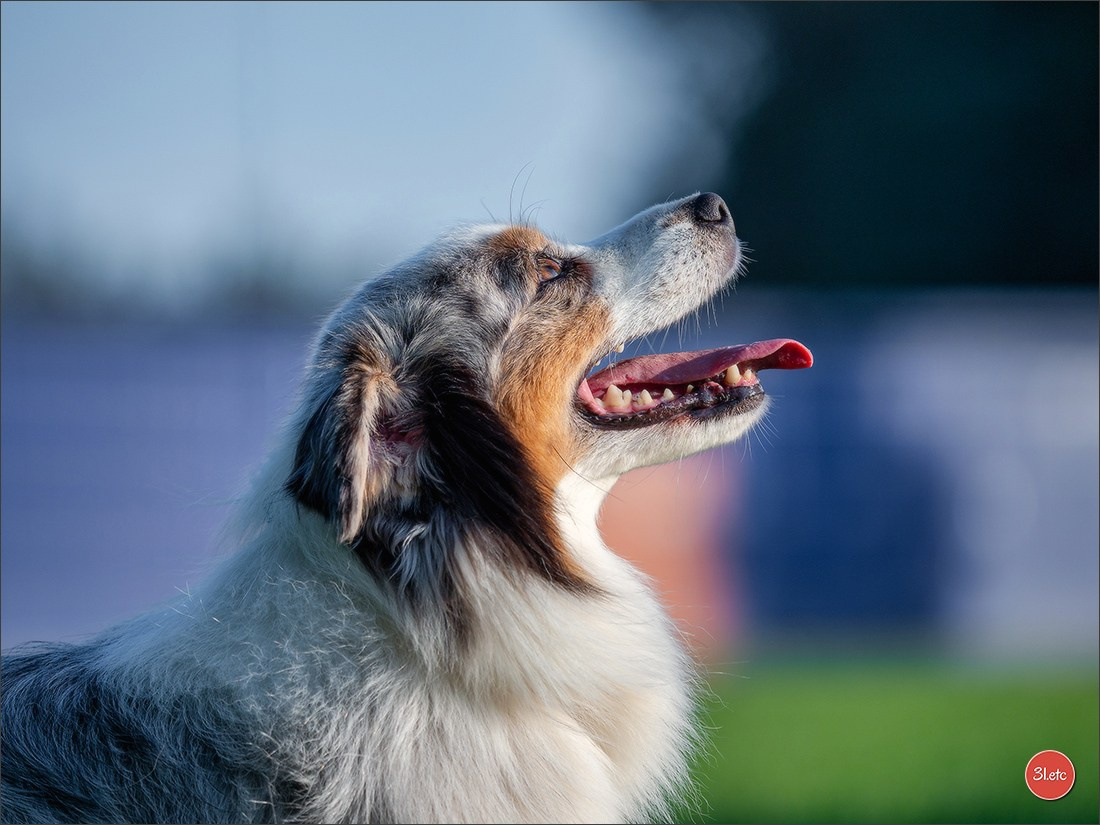 Domaine de la patte blanche. Photographe à Strasbourg | Portraits, Studio, Enfants, Événements