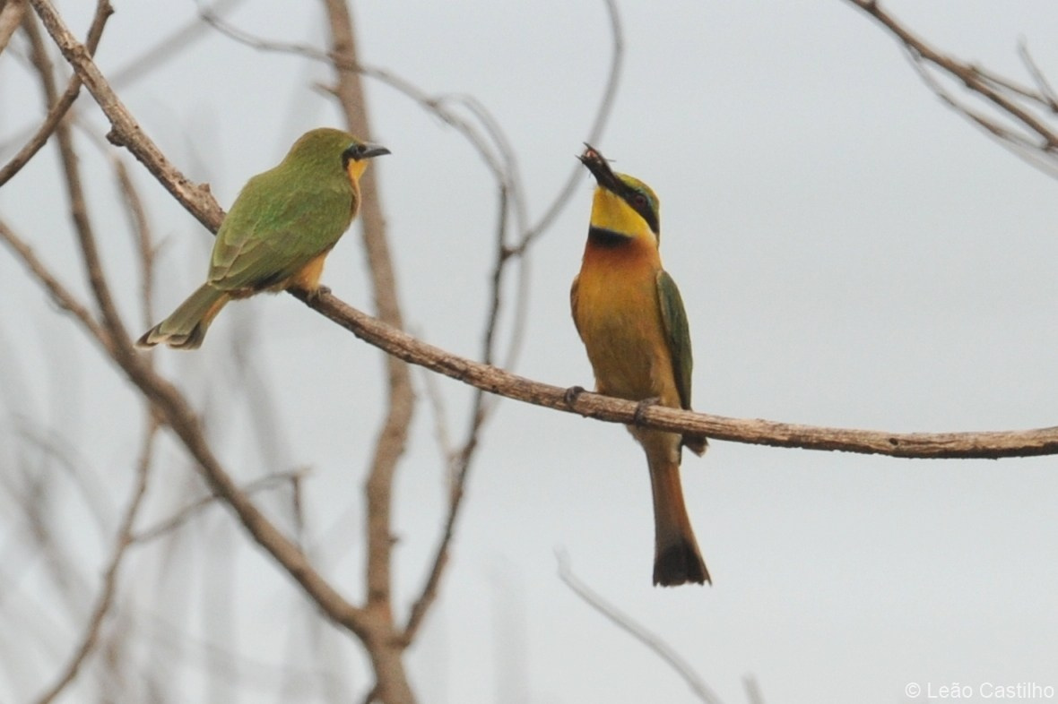 Photos of animals. Simbahalu