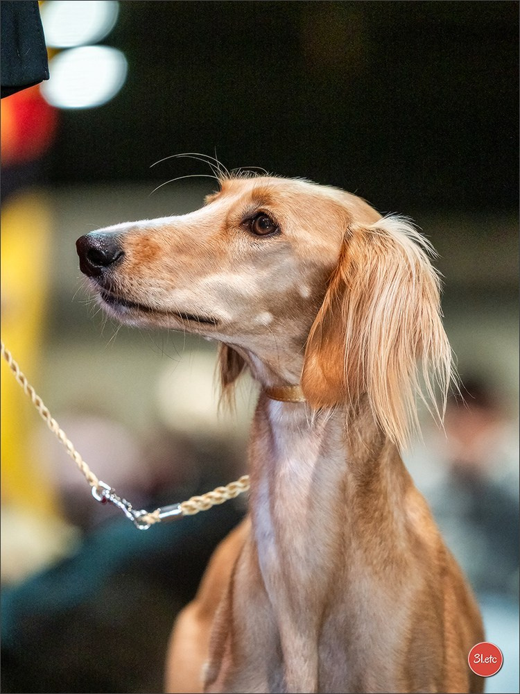 🇩🇪 Offenburg International Dogshow 15-16.03.25 🇩🇪. Photographe à Strasbourg | Portraits, Studio, Enfants, Événements