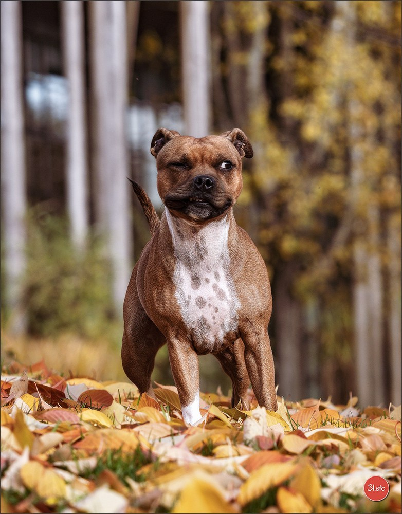 Strasbourg autumn. Photographe à Strasbourg | Portraits, Studio, Enfants, Événements