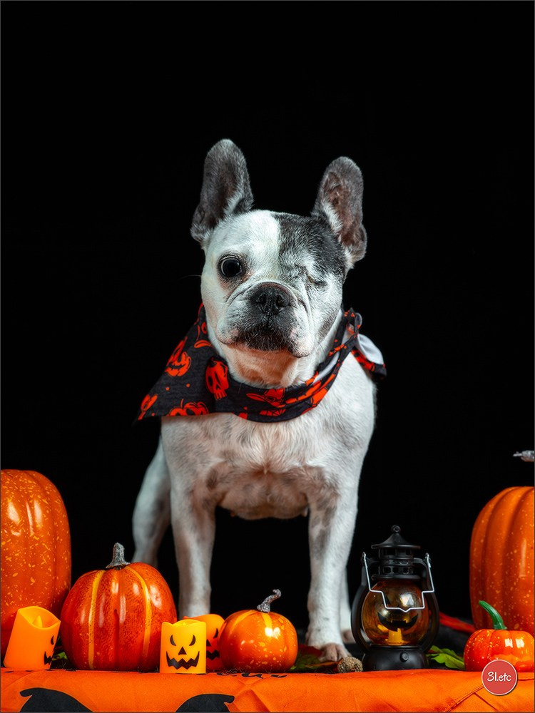 Séance photo d'Halloween dans un salon de toilettage https://pood-els.com/ à Strasbourg. Photographe à Strasbourg | Portraits, Studio, Enfants, Événements