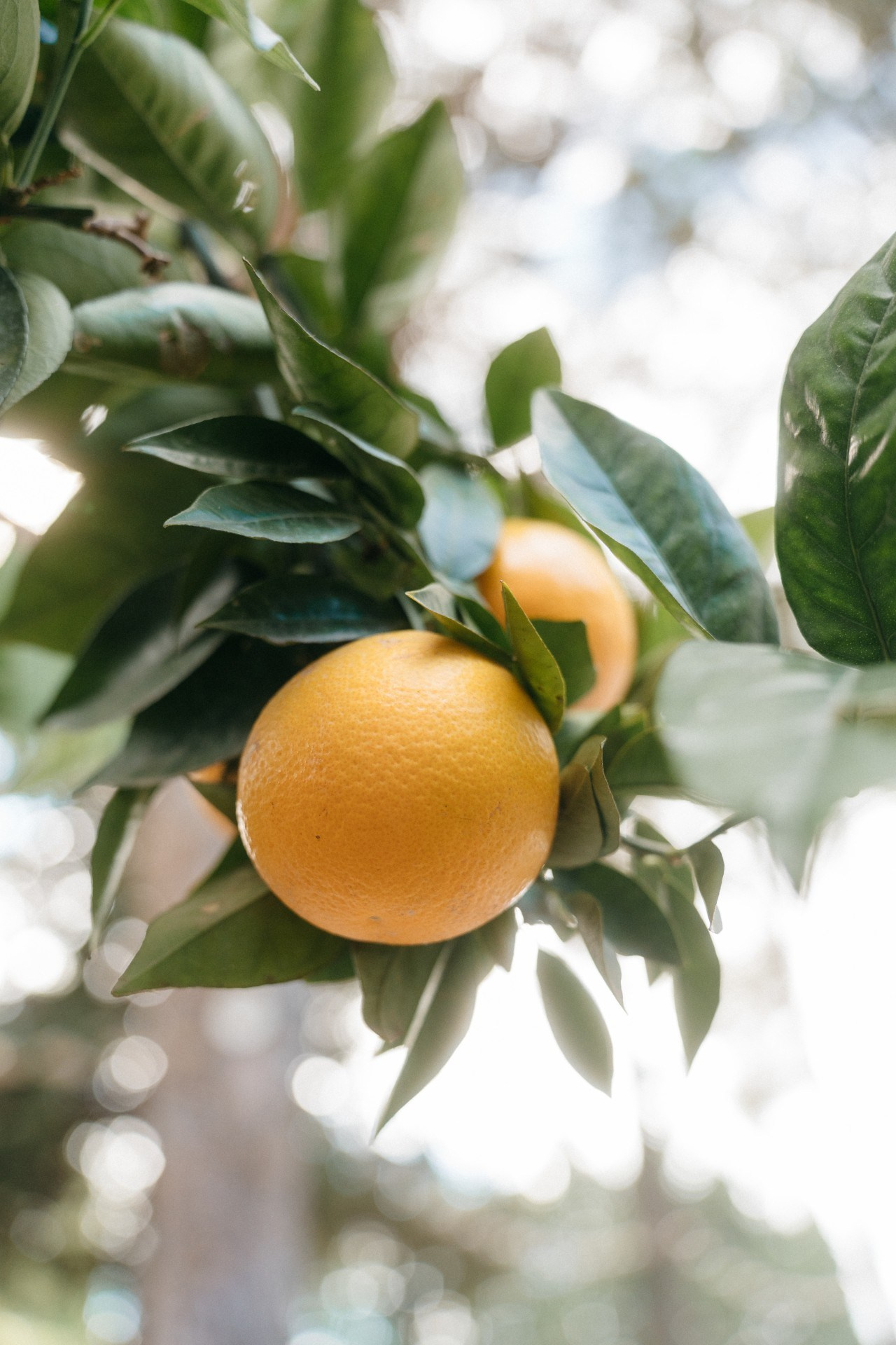 Provence & Promises. Свадебный и семейный фотограф Алексей Попов. Штутгарт, Германия