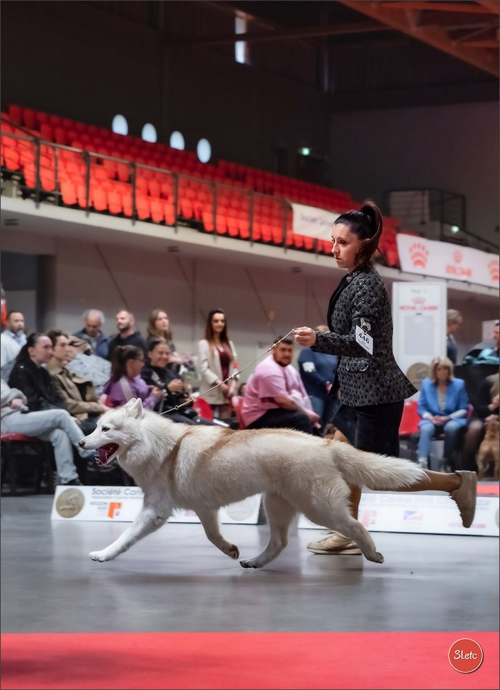 Expo canine 🇫🇷 Martigues  19-20/04/2025. Photographe à Strasbourg | Portraits, Studio, Enfants, Événements