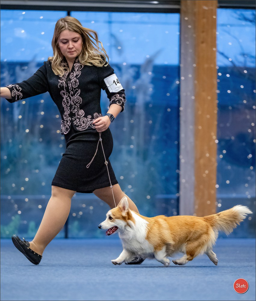 Dog Show WELS   🇦🇹  06-07/12/2025. Photographe à Strasbourg | Portraits, Studio, Enfants, Événements