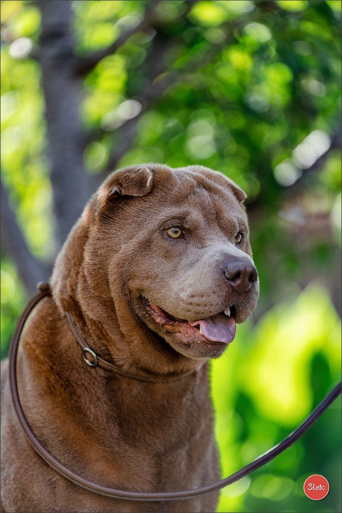 Dog Show - Hallbergmoos 🇩🇪 11-12/07/2026