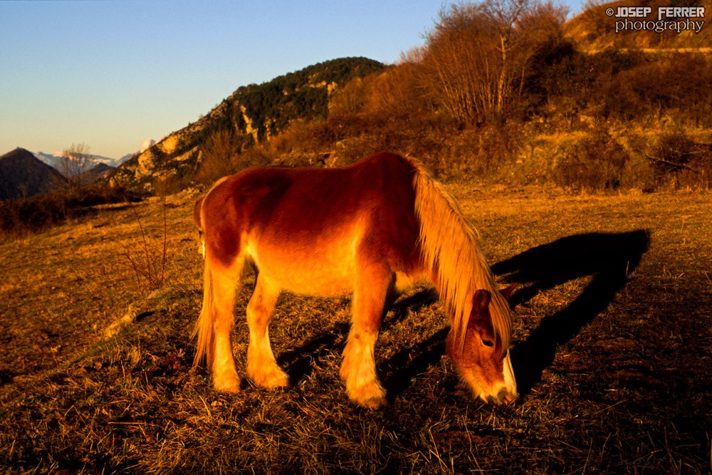 Horse at sunrise, Ripollès, Catalunya