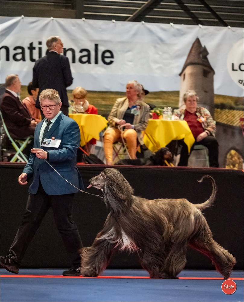 Expo canine   🇫🇷   Mulhouse 5-6/04/2025. Photographe à Strasbourg | Portraits, Studio, Enfants, Événements