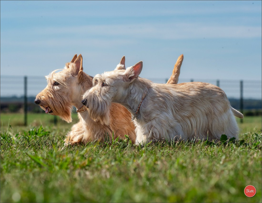 Expo canine 🇫🇷 MARGNY LES COMPIEGNE 06-07/09/2025. Photographe à Strasbourg | Portraits, Studio, Enfants, Événements