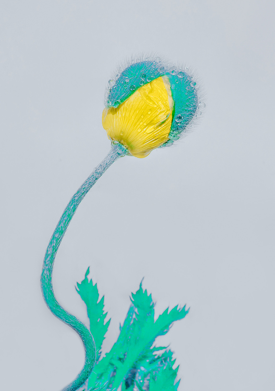 Fantasy anna biletska colour