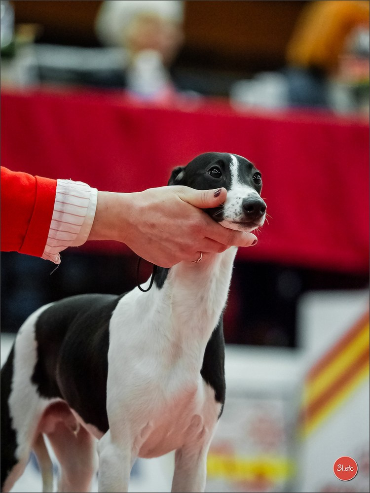🇫🇷Exposition Canine Internationale de Perpignan. Photographe à Strasbourg | Portraits, Studio, Enfants, Événements