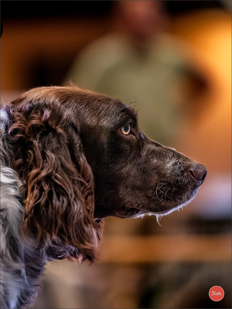 Photographie animalière. Photographe à Strasbourg | Portraits, Studio, Enfants, Événements