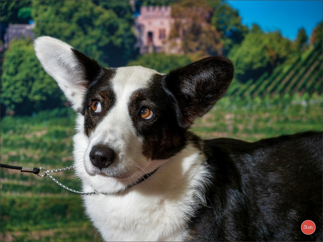 🇩🇪 Offenburg International Dogshow 15-16.03.25 🇩🇪. Photographe à Strasbourg | Portraits, Studio, Enfants, Événements