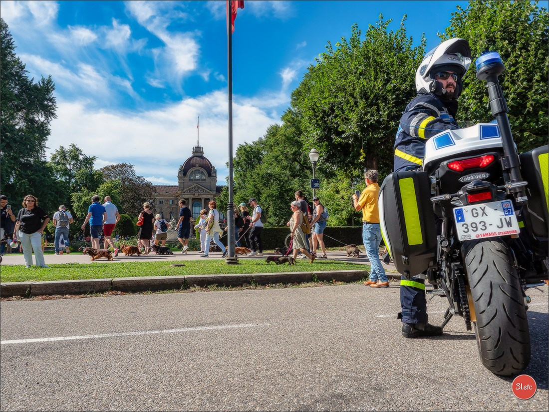 Teckels Parade Strasbourgeoise  Vous pouvez voir le galerie de photos. Photographe à Strasbourg | Portraits, Studio, Enfants, Événements