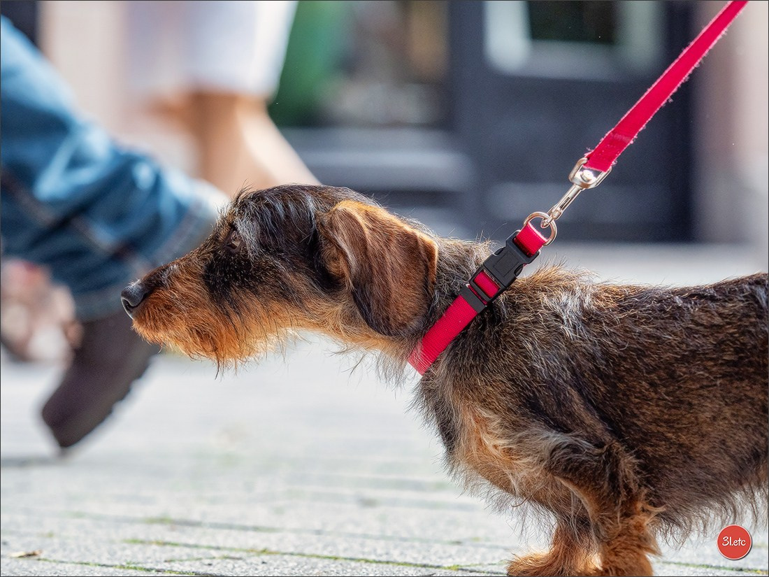 Teckels Parade Strasbourgeoise  Vous pouvez voir le galerie de photos. Photographe à Strasbourg | Portraits, Studio, Enfants, Événements