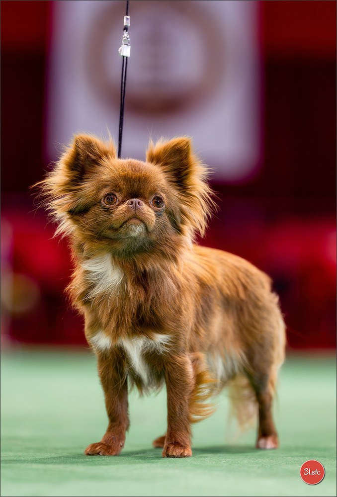 Expo canine 🇲🇨 Monaco 9-10/05/2026. Photographe à Strasbourg | Les animaux, Portraits, Studio, Événements