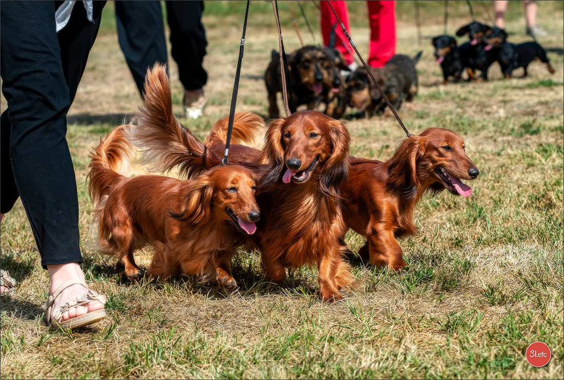Expo canine (Teckel) Strasbourg Hoerdt  🇫🇷  5-6/07/2025. Photographe à Strasbourg | Portraits, Studio, Enfants, Événements