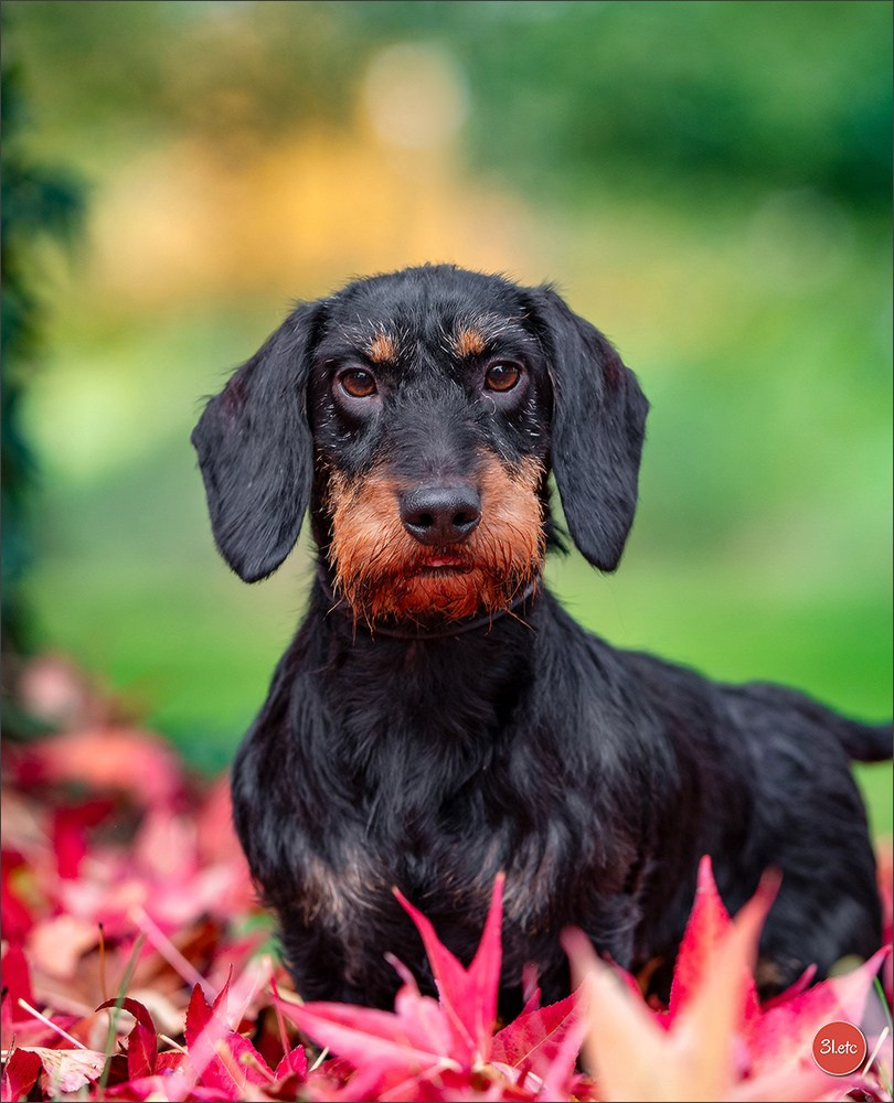 Expo canine  🇫🇷  Chateauroux 25-26/10/2025. Photographe à Strasbourg | Portraits, Studio, Enfants, Événements