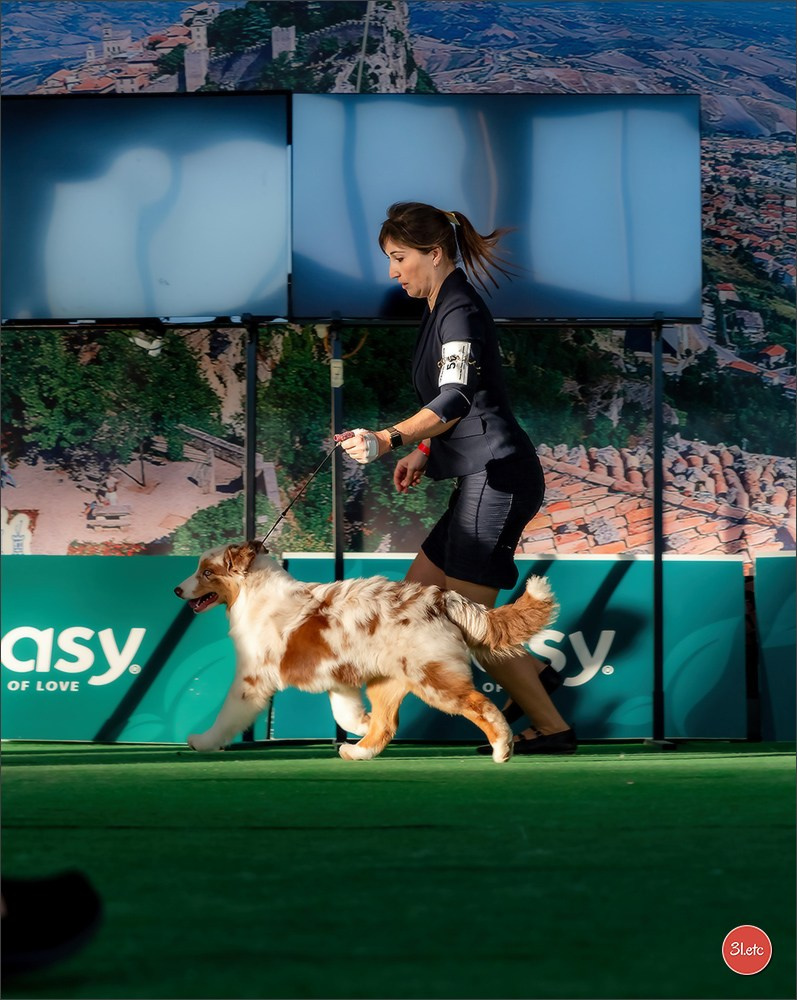 Dog Show  🇮🇹  San Marino. Photographe à Strasbourg | Portraits, Studio, Enfants, Événements